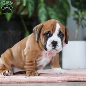Lucy, Beabull Puppy